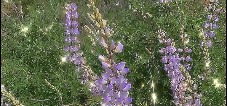 purple flowers