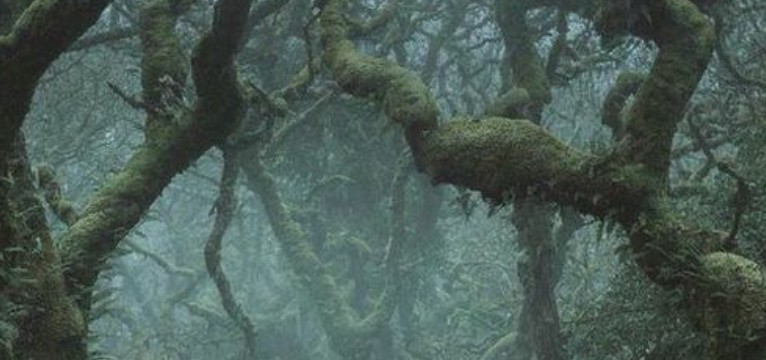 trees