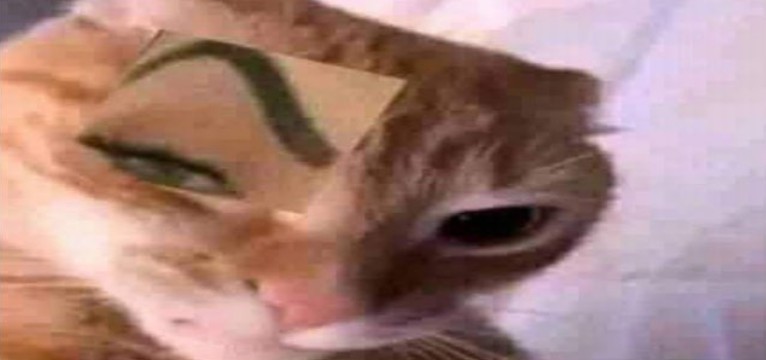 cat eyebrow meme