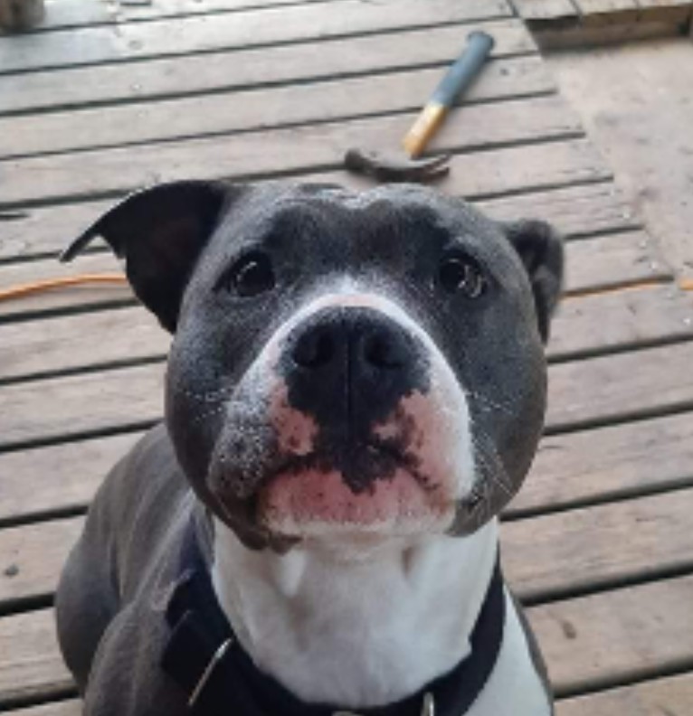 My dog