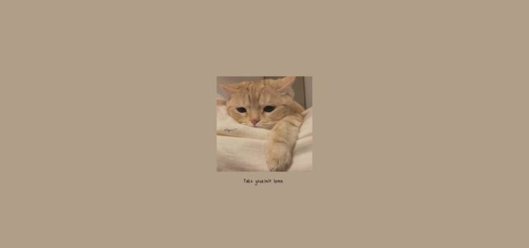 sleppy cat
