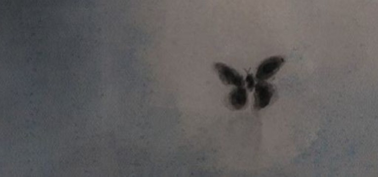 gray butterfly 
