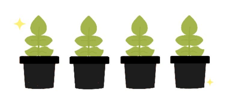 plant black pot
