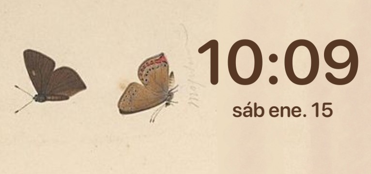 Brown butterfly