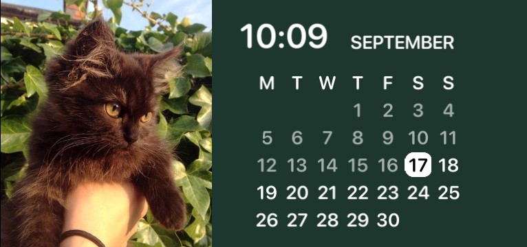 green kitty