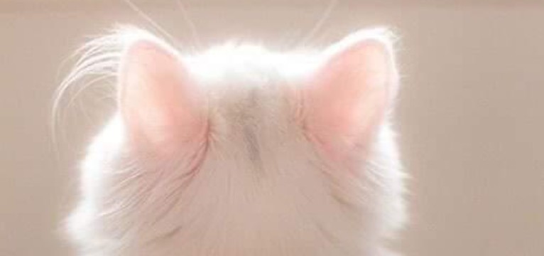 cat cutie