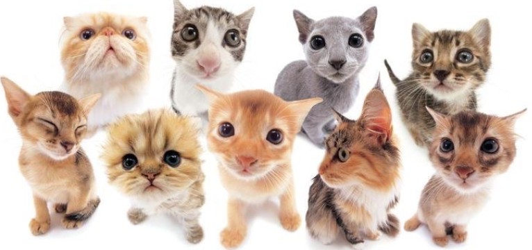 cats