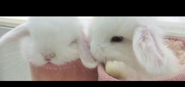 bunni