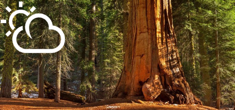 redwood