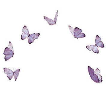 purple butterfly 