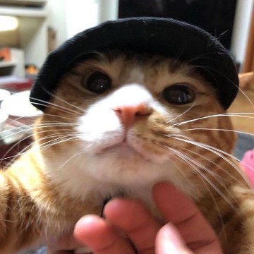 cat