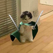 levi cattt