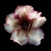 flozer