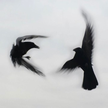 black birds