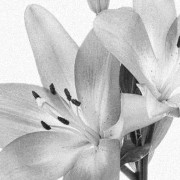 Flowers for you 