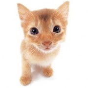 cat4