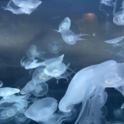 Jellyfish 