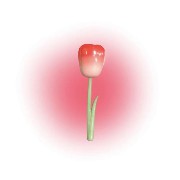 Tulip widget 