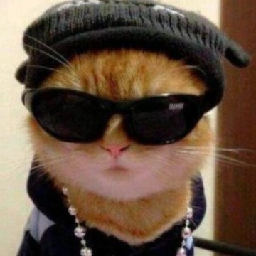 Cool cat
