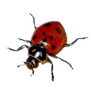 ladybug