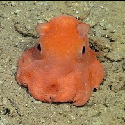 ghost occtopus
