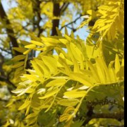 leaves 