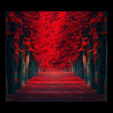 Red Widget Copy