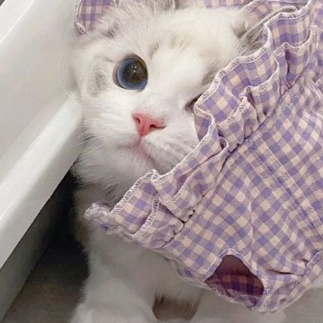 Cute cat