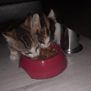 cute cats eating 3