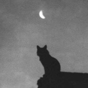 night cat