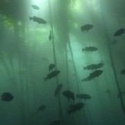 under the sea