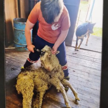 sheering