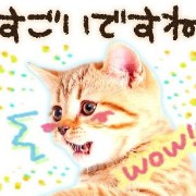 wow cat