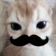 gato