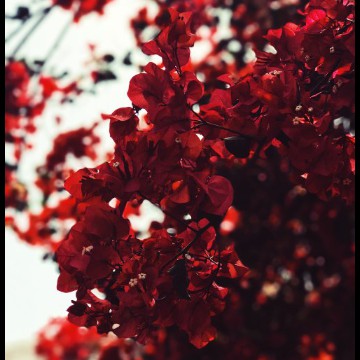 red