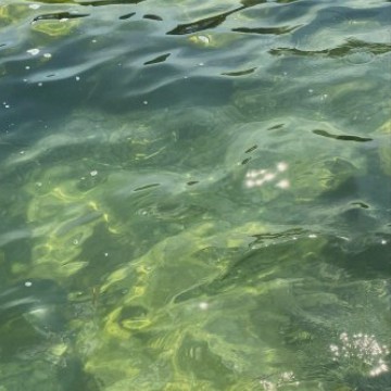green #1