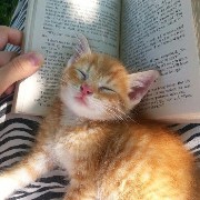 Cat Orange