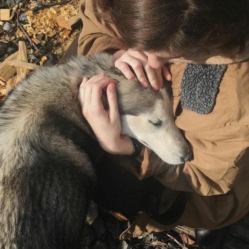 husky forest dog Copy