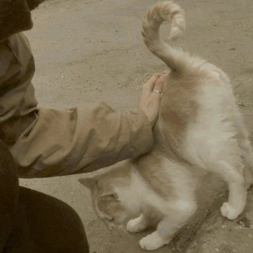 cat