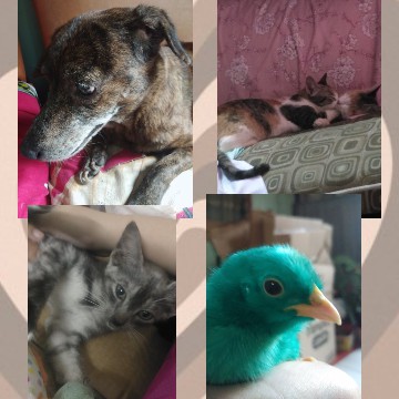 our pets