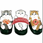 cat cute