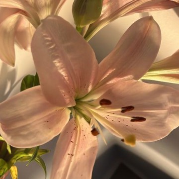 flower widget