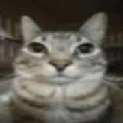 serious cat