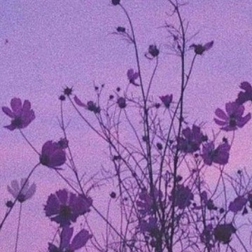 purple flowers
