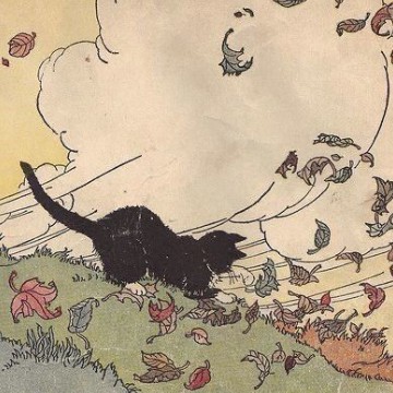 cat