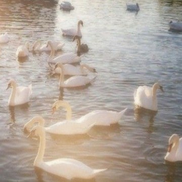 swan 