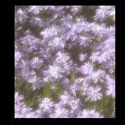 light purple cottage core 