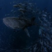 whale shark
