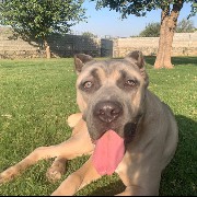 umairs dog