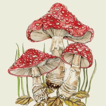 fungus